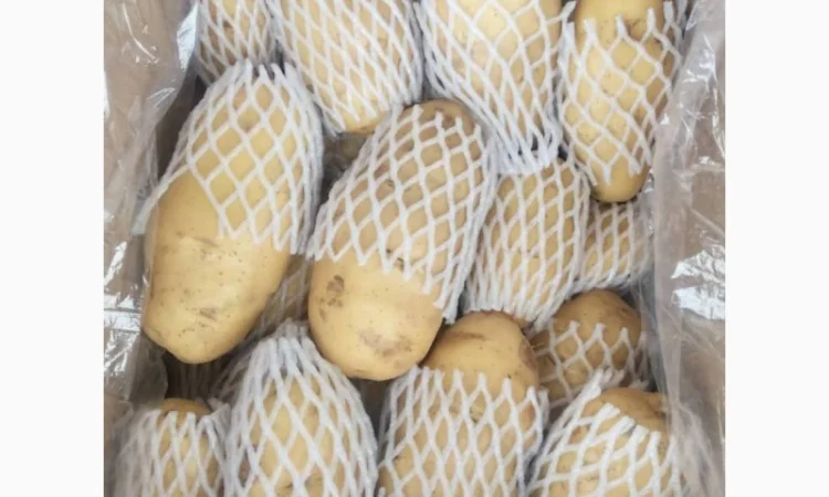 Продаж овочів та фруктів від Китайського постачальника - фото № 12