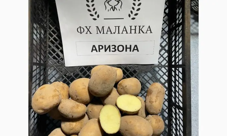 ФХ реализует семенной картофель: Ривьера - фото № 2