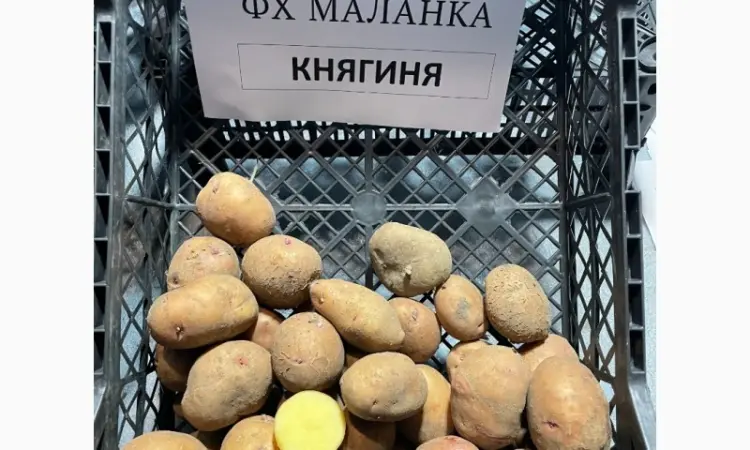 ФХ реализует семенной картофель: Ривьера - фото № 4