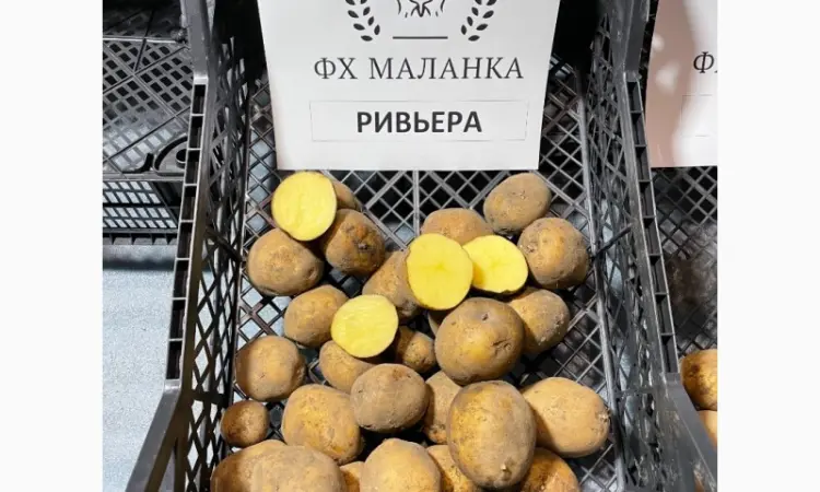 ФХ реализует семенной картофель: Ривьера - фото № 6
