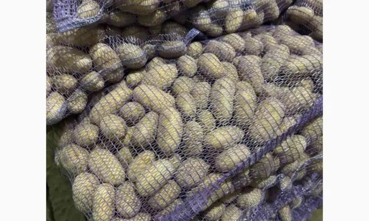 Продам продовольчу та насінневу картоплю від Ф.Г - фото № 1