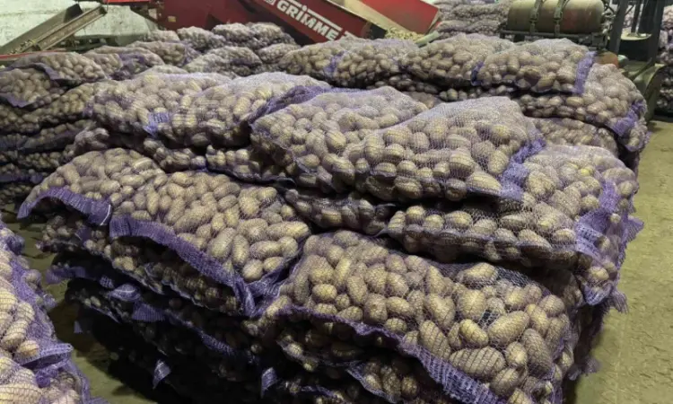Продам продовольчу та насінневу картоплю від Ф.Г - фото № 13