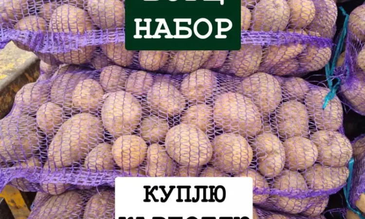 Куплю Картофель ОПТ Украина - фото № 1