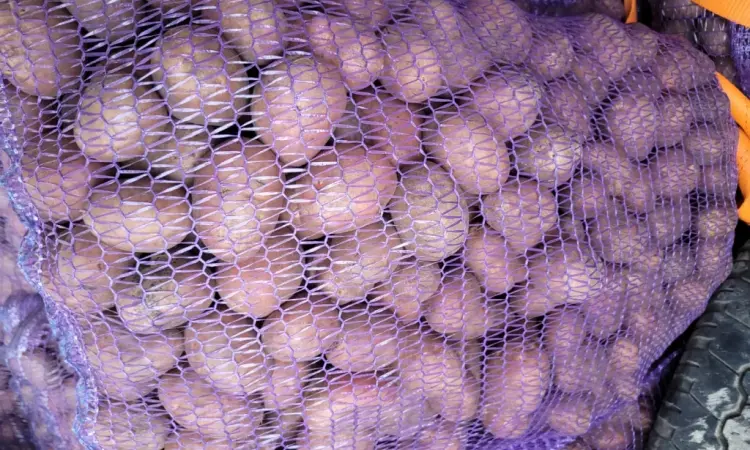 Продам картофель большой семенной.рівєра пікасо арізона балароса коломбо - фото № 1