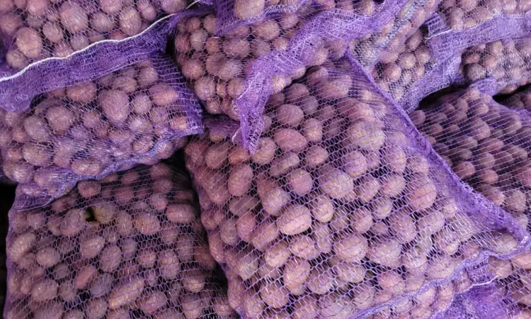 Продам картофель большой семенной.рівєра пікасо арізона балароса коломбо - фото № 2