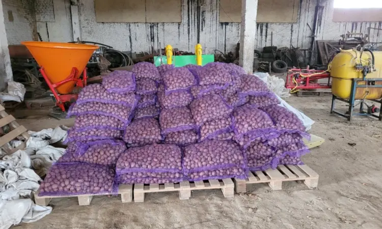 Продам картофель большой семенной.рівєра пікасо арізона балароса коломбо - фото № 3