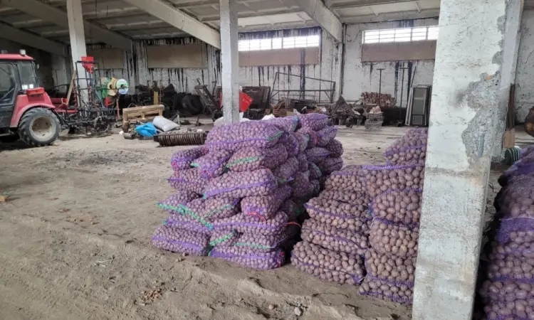 Продам картофель большой семенной.рівєра пікасо арізона балароса коломбо - фото № 4