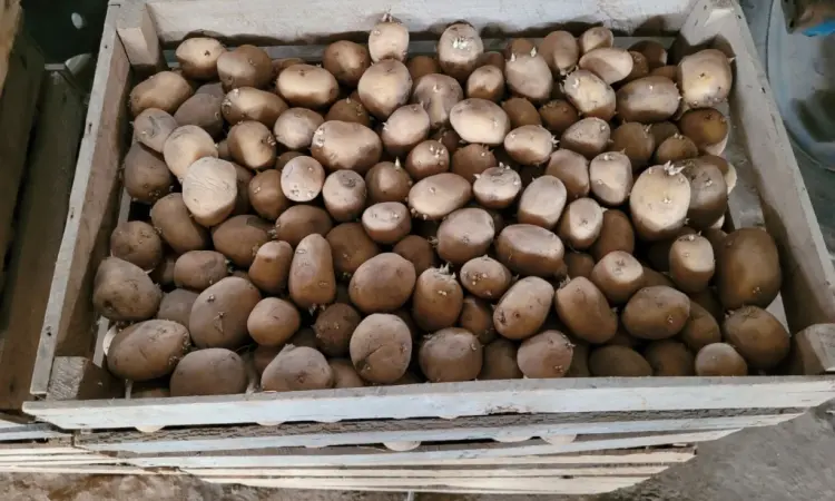 Продам картофель большой семенной.рівєра пікасо арізона балароса коломбо - фото № 5