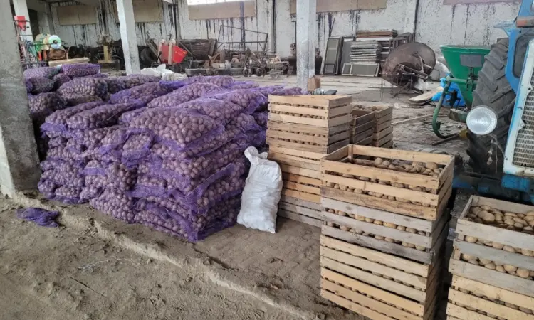 Продам картофель большой семенной.рівєра пікасо арізона балароса коломбо - фото № 6