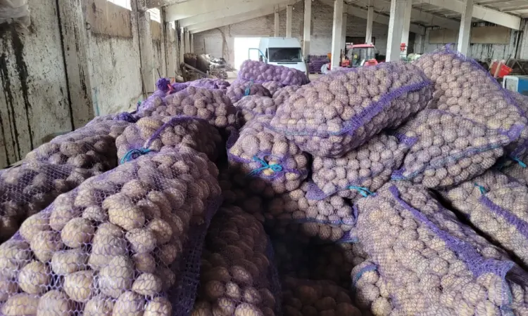 Продам картофель большой семенной.рівєра пікасо арізона балароса коломбо - фото № 7