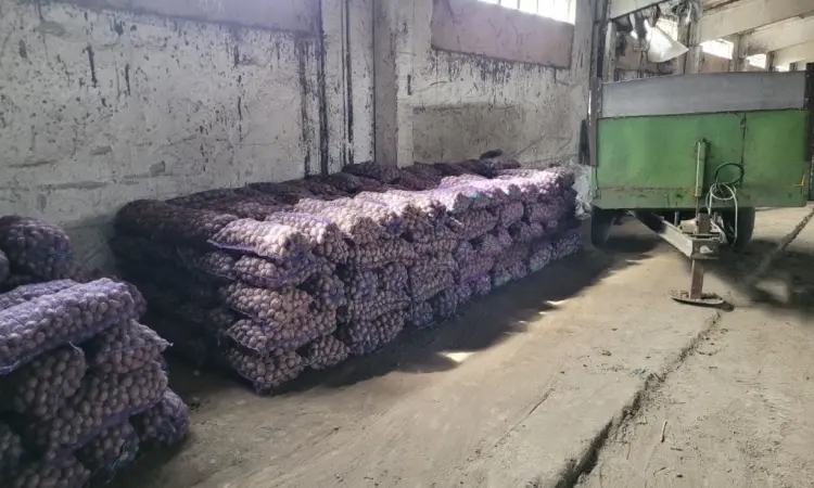 Продам картофель большой семенной.рівєра пікасо арізона балароса коломбо - фото № 8