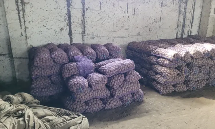 Продам картофель большой семенной.рівєра пікасо арізона балароса коломбо - фото № 9