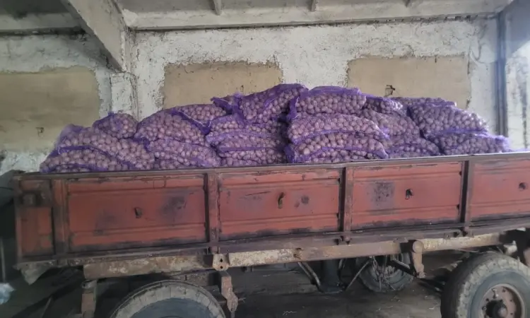 Продам картофель большой семенной.рівєра пікасо арізона балароса коломбо - фото № 10
