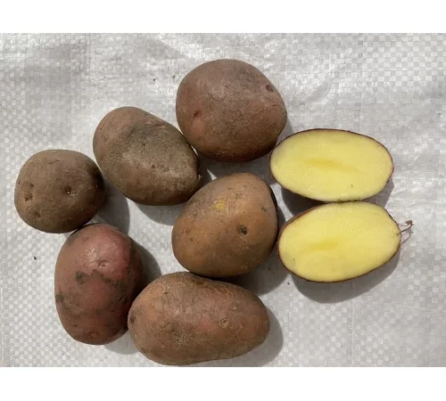 Семений картопля Белароза 5 кг на продажу - фото № 1