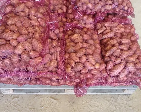 Продаж картоплі з Польщі гуртом великими партіями - фото № 2