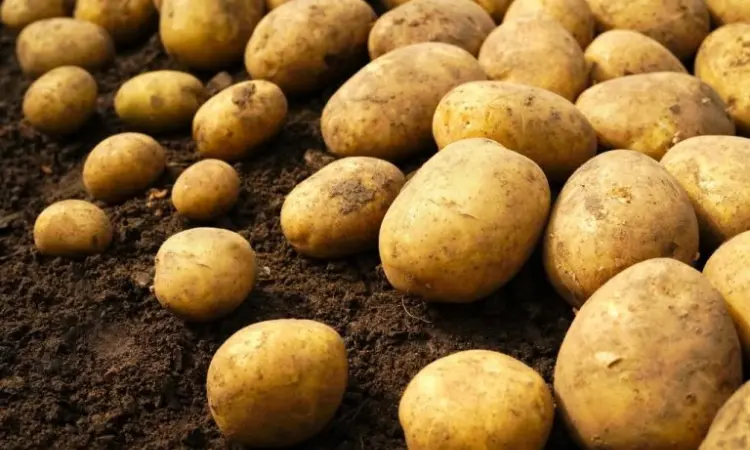 Продажа оптовой качественной картошки - фото № 1