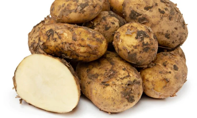 Картопля оптом від виробника - фото № 1