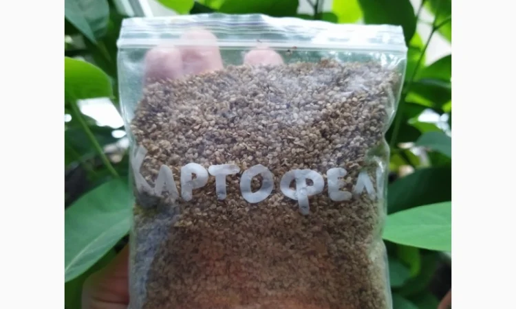 Продам семена картофеля (конкретно семена - фото № 1