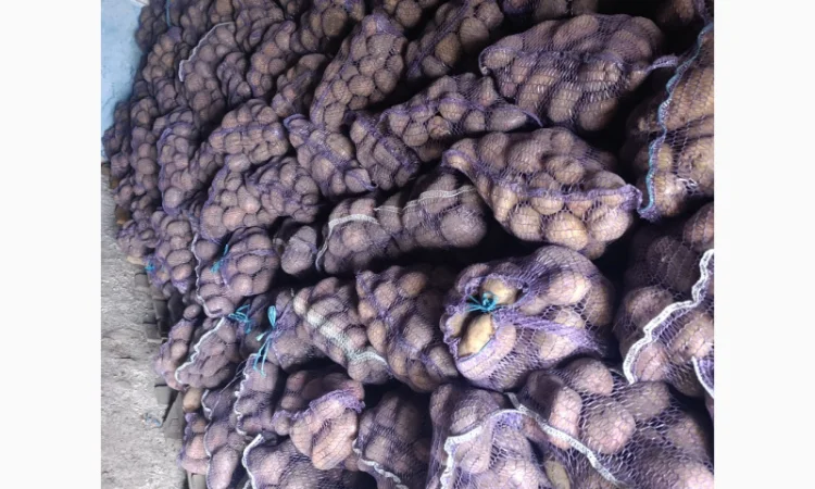 Продаю товарну картоплю оптом - фото № 1