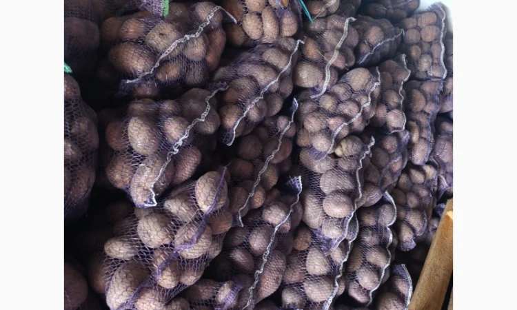 Продаю товарну картоплю оптом - фото № 2