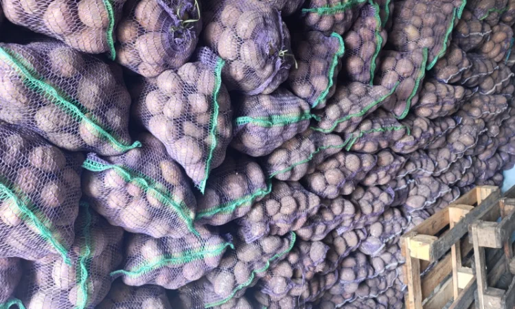 Продаю товарну картоплю оптом - фото № 3