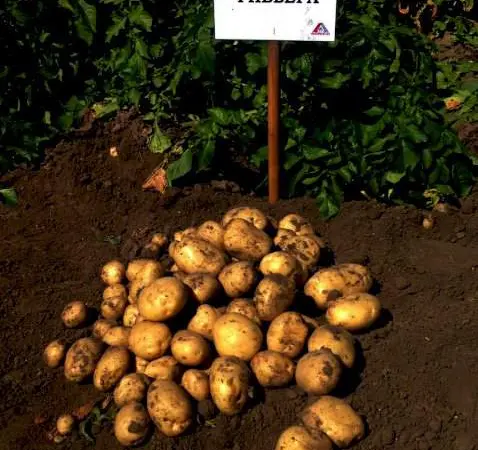 Продам насіння картоплі Рів'єра. Друга репродукція. Доставка по Україні - фото № 1