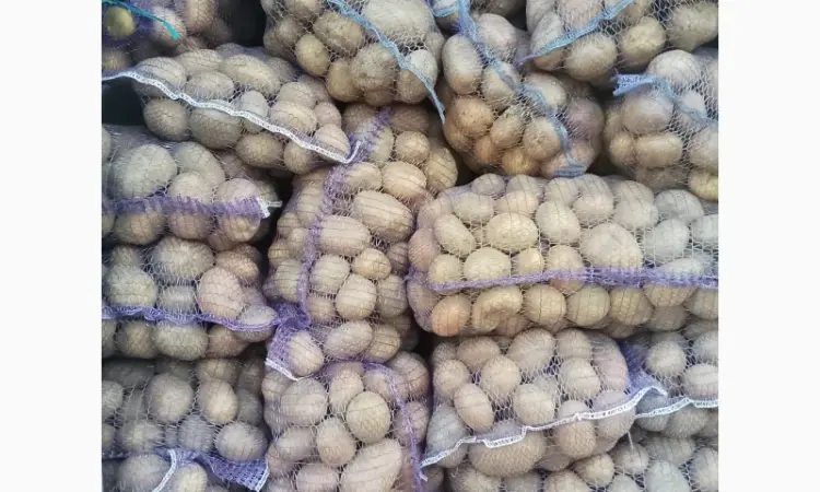 Продам картофель с песка от населения крупный и семенной - фото № 1
