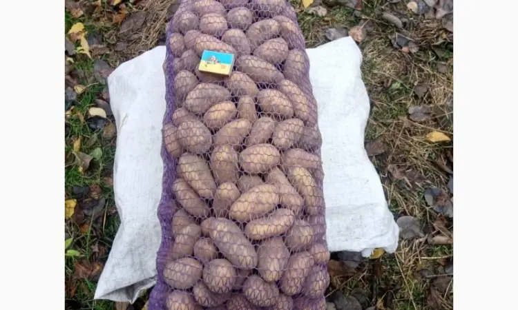 Продам картофель среднего калибра - фото № 1