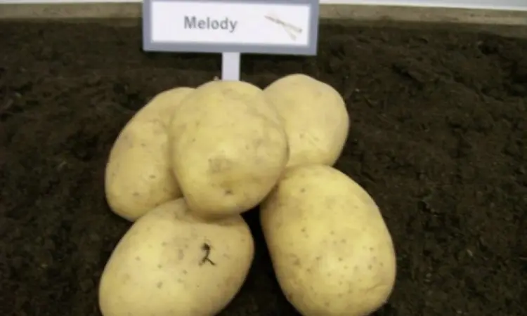 Продам семенной картофель Мелоди оптом - фото № 1