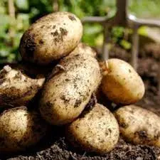 Продам посадочну картоплю 2 репродукції сорту Гранада оптом - фото № 1
