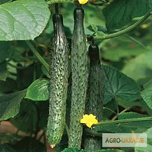 Продам семена Огурец Пекинский вкусный F1 - фото № 1