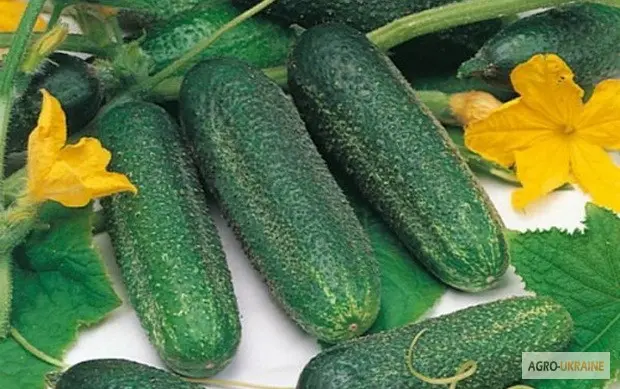 Продам семена огурец Моринга - фото № 1