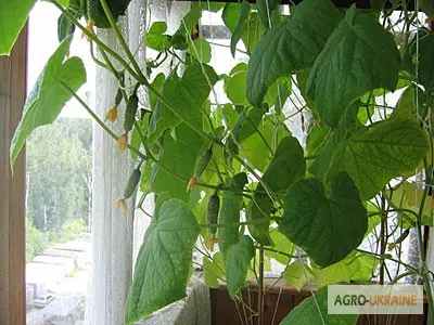 Продам семена Огурец Комнатный - фото № 1