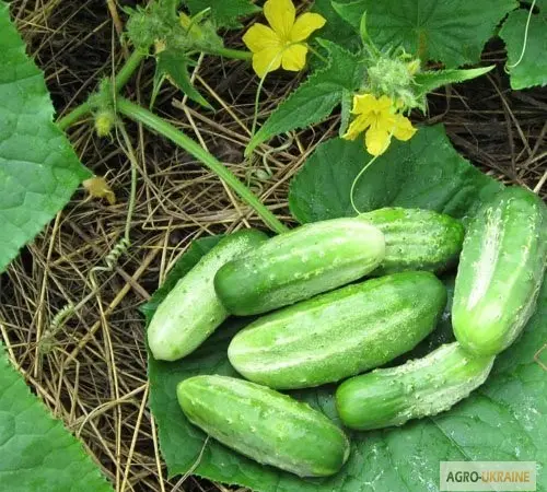 Продам семена Огурец Нежинский 12 - фото № 1