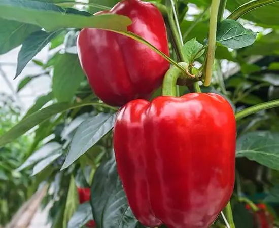 Продам семена перця Гранатова Турецька Долма - фото № 1