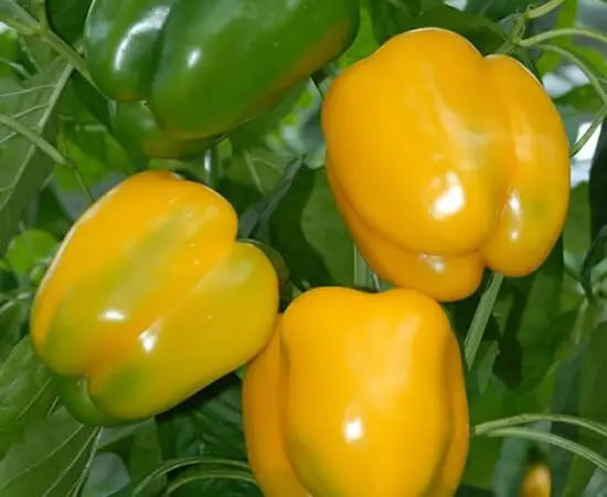 Продам семена перца Гигант Озарк Желтый - фото № 1