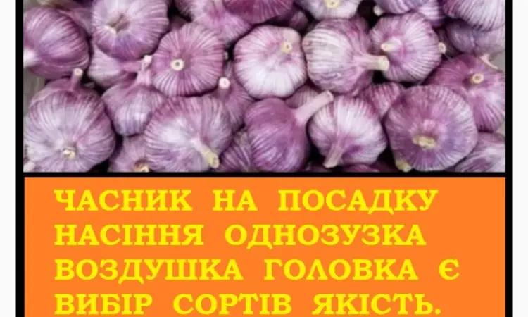 Продам чеснок Любаша ВОЗДУШКА семена от 5 кг - фото № 2