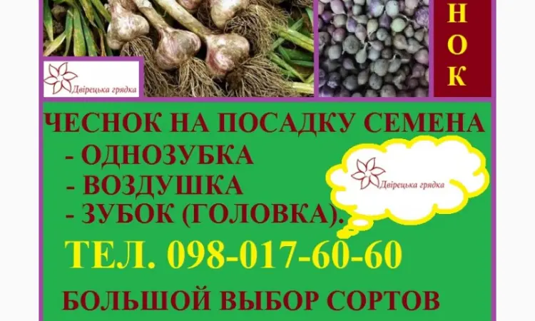 Семена чеснока на посадку воздушка качество 100% - фото № 20