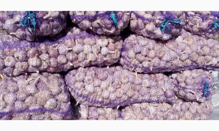Чеснок бронь 1 репродукция от "АГРО-ГАРЛИК"- Любаша - фото № 3