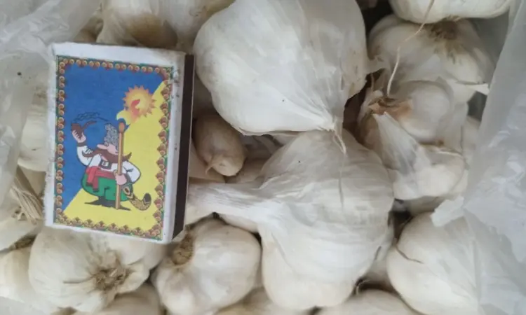 Продам чеснок озимый большой и на посадку 1 репродукции - фото № 1