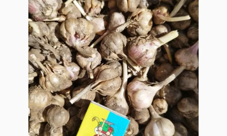 Продам чеснок озимый большой и на посадку 1 репродукции - фото № 3