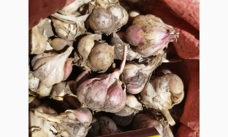 Продам чеснок озимый большой и на посадку 1 репродукции - фото № 7