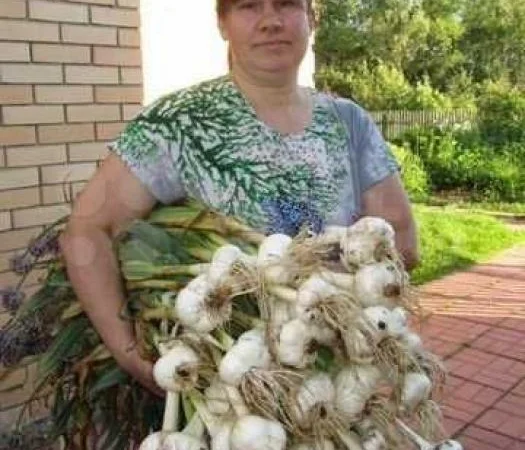 Рокамболь крупный чеснок (однозубка) на продажу - фото № 1
