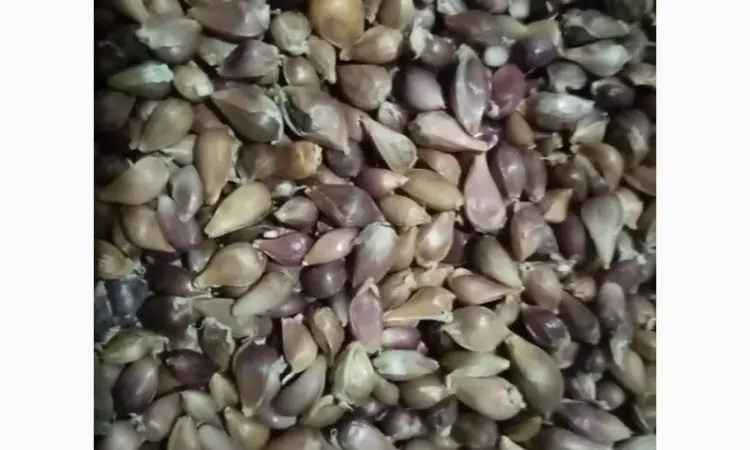 Продам чеснок товарный - фото № 1