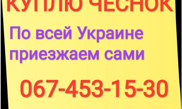 Куплю чеснок по всей Украине только товарный - фото № 1