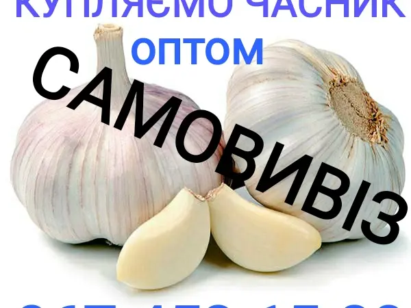 Куплю чеснок оптом. Заберём весь - фото № 1