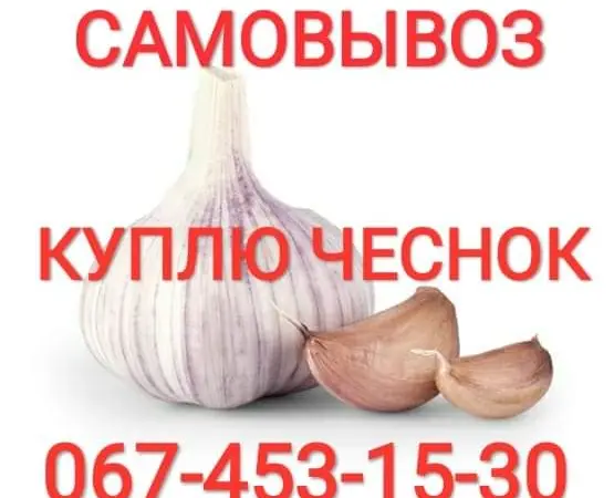 Куплю чеснок дорого круглый год также зубок - фото № 1