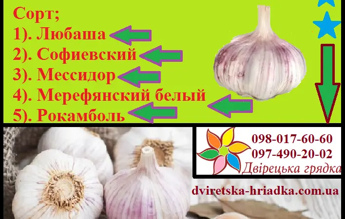 Оригінальне насіння часнику на посадку воздушка - фото № 2