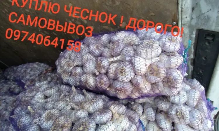 Куплю чеснок дорого оптом - фото № 1