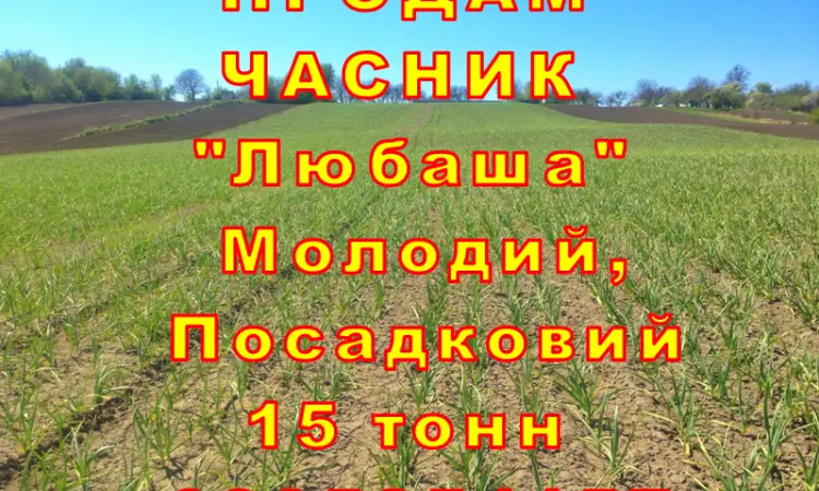 Опт 15 тонн ПРОДАМ Часник Любаша Товарний Молодий Сухий Чеснок Посадочный Garlic - фото № 1